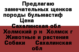 Предлагаю замечательных щенков породы бульмастиф!!! › Цена ­ 35 000 - Сахалинская обл., Холмский р-н, Холмск г. Животные и растения » Собаки   . Сахалинская обл.